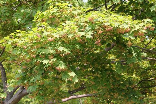 イロハモミジの花が咲いて イロハモミジの花が咲いて イロハモミジ,風景マクロ,壁紙の写真素材