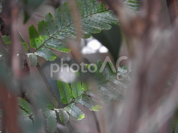 2月の風景 葉っぱ,緑,植物の写真素材