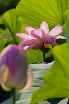 Large lotus flower, JPG