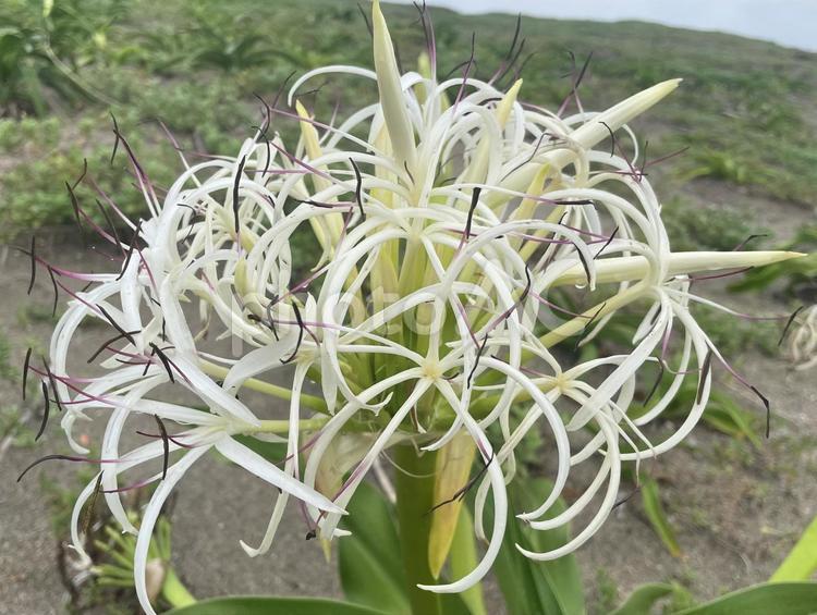 ハマユウの花のアップ ハマユウ,浜木綿,アップの写真素材