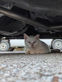 ねこ　のらねこの写真