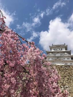 桜　大阪城 桜,sakura,春の写真素材