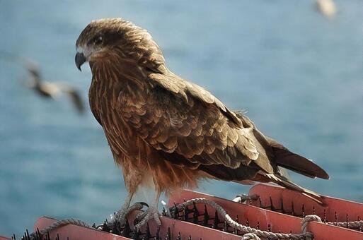 トンビ トンビの写真