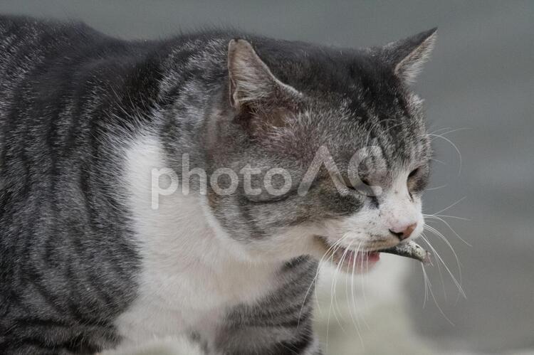 小魚をくわえたネコ どら猫,ねこ,カッコイイの写真素材