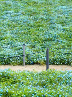ネモフィラ畑 03 ネモフィラ畑 03 ネモフィラ,ネモフィラ畑,花壇の写真素材