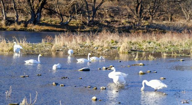 犀川に飛来した白鳥たち 犀川に飛来した白鳥たちの写真