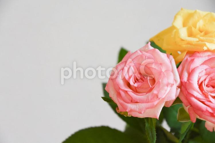 ピンクと黄色の濡れた薔薇 バラ,薔薇,ピンクの写真素材