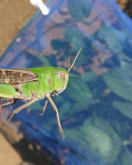 トノサマバッタ トノサマバッタ バッタ,トノサマバッタ,生き物の写真素材