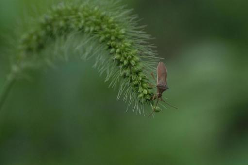 エノコログサとカメムシ 虫,カメムシ,草の写真素材