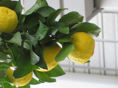 ハナユズ  ００４の写真