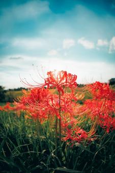 曼珠沙華 曼珠沙華の写真