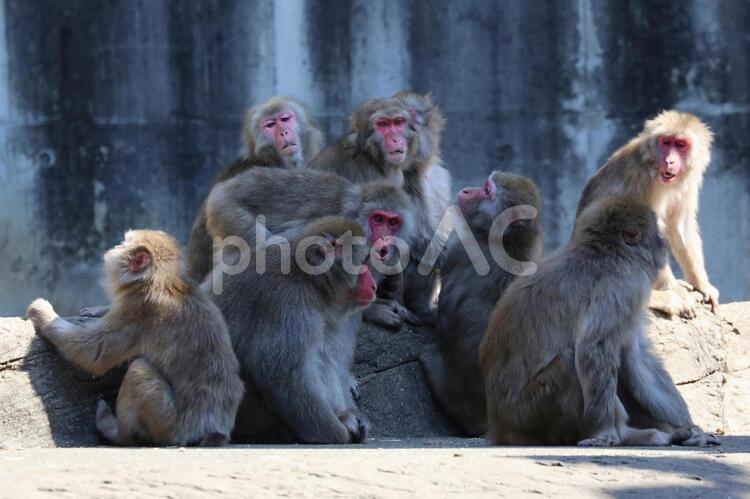 サルのかたまり(神奈川・よこはま動物園ズーラシアにて) ニホンザル,サル,猿の写真素材