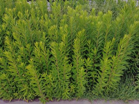 背の高い雑草　９月の写真