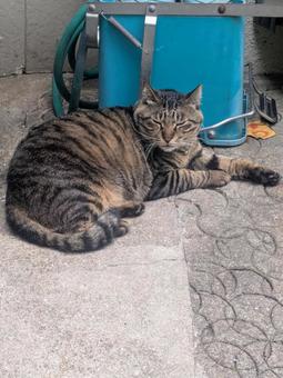 地域猫 地域猫の写真
