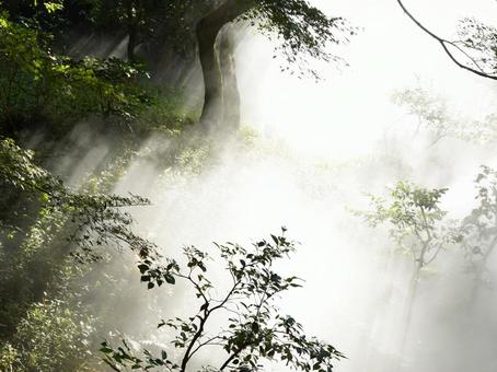 霧に覆われた森に差し込む太陽の光 霧に覆われた森に差し込む太陽の光の写真