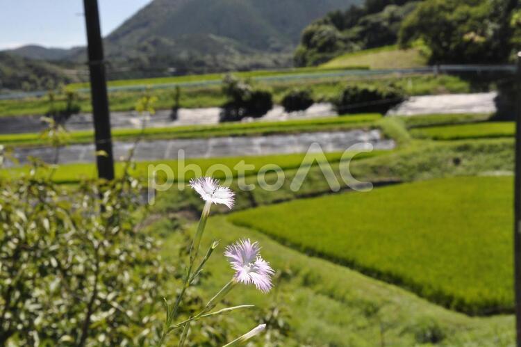 田園風景 田園風景,稲,稲穂の写真素材