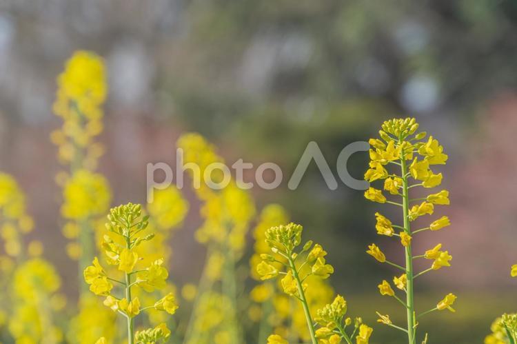 晴れた日の菜の花畑 菜の花,黄色,緑の写真素材