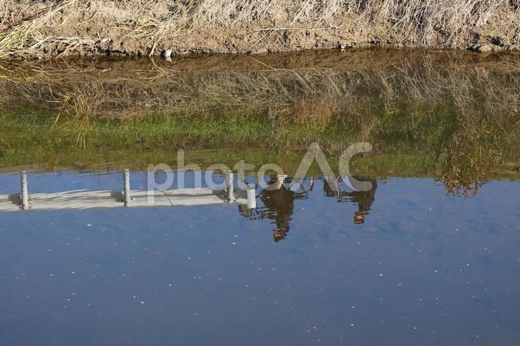 学校に急ぐ二人の女学生 人,女子学生,女子の写真素材