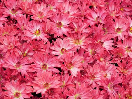 背景に合うピンクの菊花 背景に合うピンクの菊花 菊,菊花,ピンクの写真素材