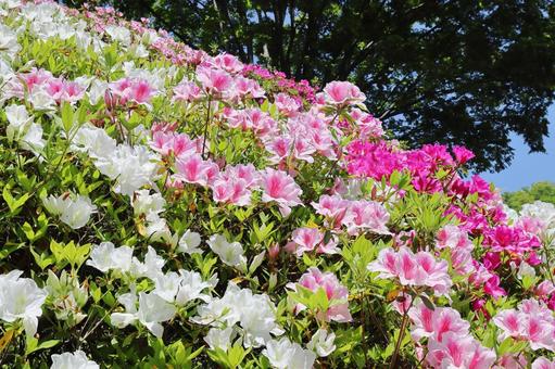 Azalea flowers blooming in spring, JPG