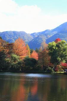 金鱗湖の紅葉 金鱗湖,紅葉,秋の写真素材