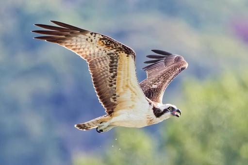 暑い夏、口を開けて飛ぶミサゴ 暑い夏、口を開けて飛ぶミサゴ ミサゴ,鶚,ウオタカの写真素材