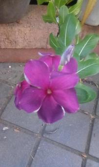 赤紫の花 赤紫の花の写真