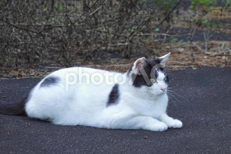 スフィンクス座りする白黒猫 ネコ,のらねこ,動物の写真素材