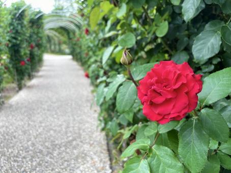 薔薇のある庭園 散策する小径 薔薇のある庭園 散策する小径の写真