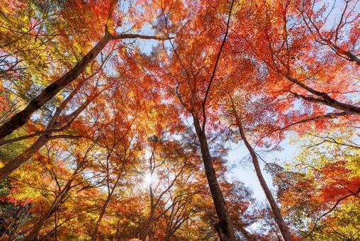 鮮やかな秋の紅葉の写真