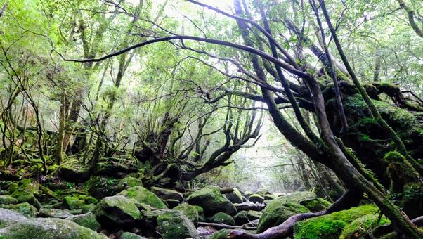 白谷雲水峡 白谷雲水峡,風景,植物の写真素材