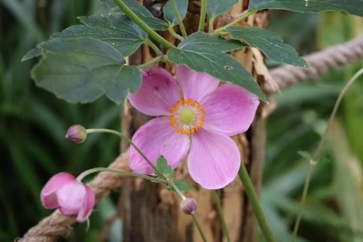 ピンク色のシュウメイギクの花のアップ ピンク色のシュウメイギクの花のアップの写真
