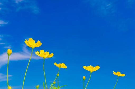 Yellow Cosmos 3, JPG