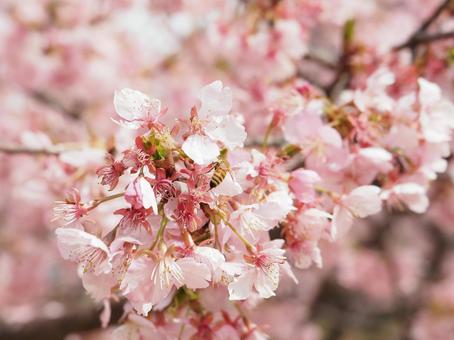 桜とミツバチ 桜とミツバチ 桜,ソメイヨシノ,ミツバチの写真素材