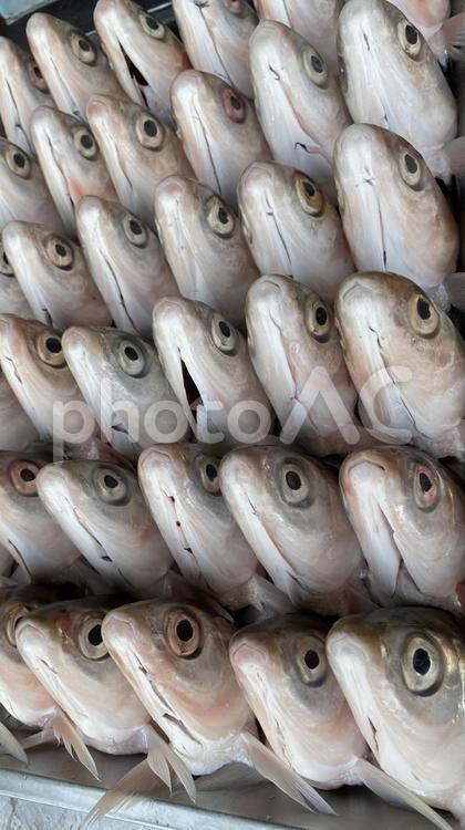 台湾の魚介類　サバヒーの頭　虱目魚 サバヒー,南国,台湾の写真素材