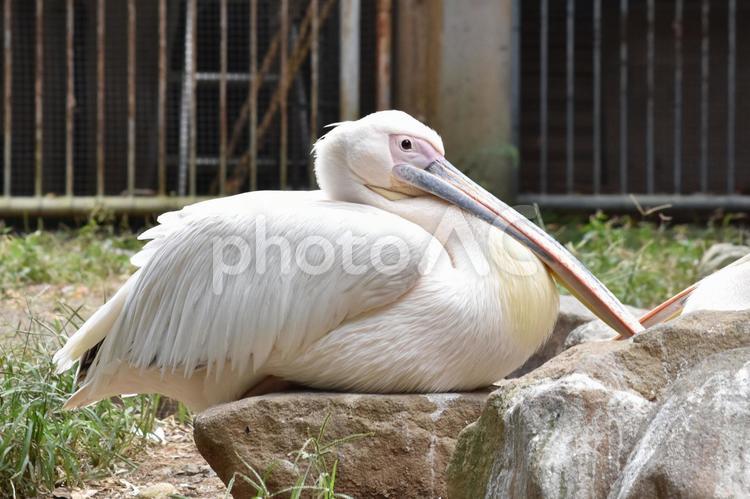 1羽のペリカン ペリカン,座る,1羽の写真素材