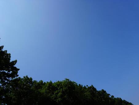 初夏の爽やかな青空と十勝の深緑の木々 北海道,十勝,青空の写真素材