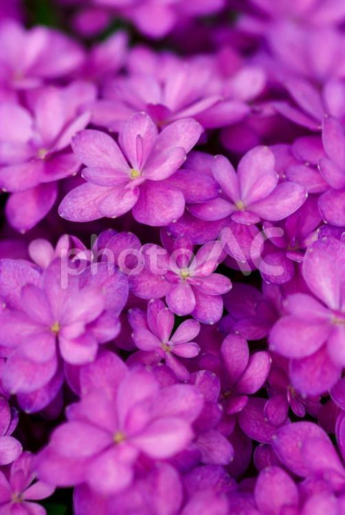 小さな花びらのアジサイ 紫陽花,アジサイ,マクロ撮影の写真素材
