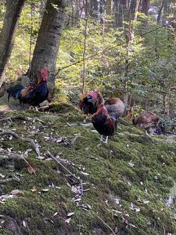 鶏_1 niwatori,鶏,ニワトリの写真素材