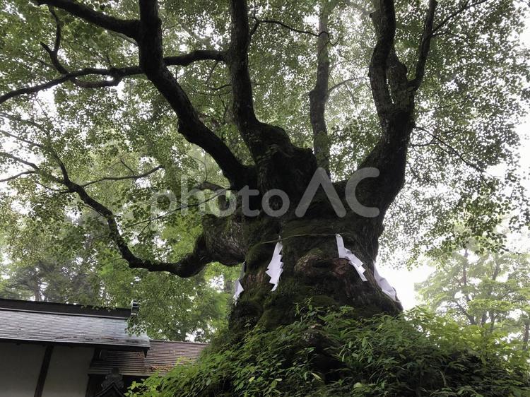 御神木 自然,木,癒やしの写真素材