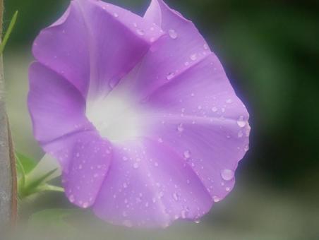 雨上がりのアサガオ 雨上がりのアサガオ アサガオ,雨粒,水滴の写真素材