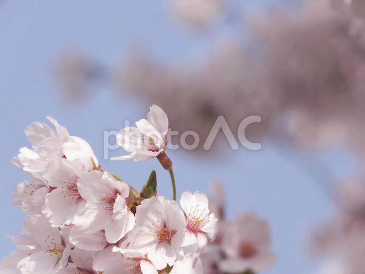 風に揺れる桜 桜,さくら,植物の写真素材