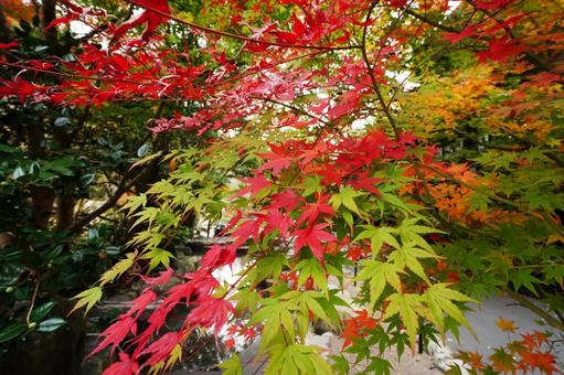 赤緑ツートンカラーのモミジ1 紅葉,モミジ,綺麗の写真素材