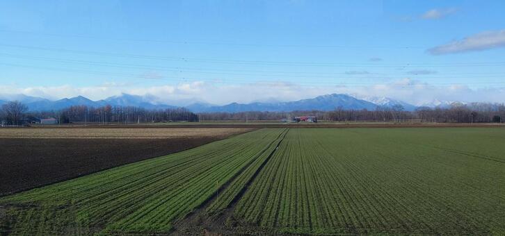 グリーンが美しい一面の小麦畑 北海道,畑,小麦畑の写真素材