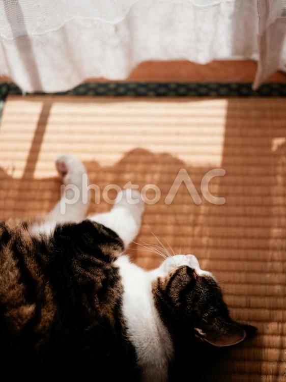 和室で横になる猫 猫,ねこ,ネコの写真素材