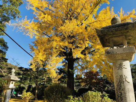 紅葉 銀杏 イチョウ 秋 紅葉 銀杏 イチョウ 秋 の写真