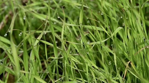 草についたたくさんの水滴 自然,風景,コピースペースの写真素材