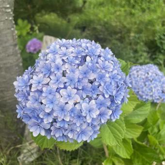 紫陽花 紫陽花の写真