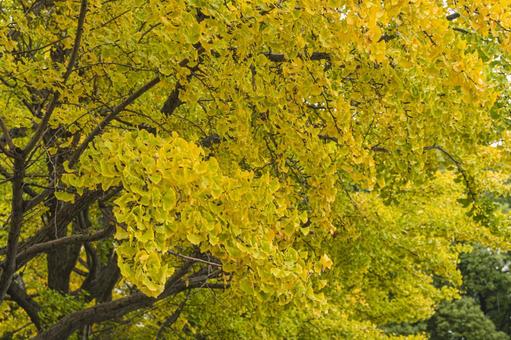 色付き始めた公園のイチョウの葉 公園,雨,11月の写真素材