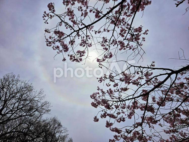 桜とハロ現象 さくら,春,ハロ現象の写真素材